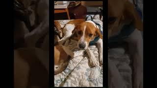 Video of adoptable pet named Clay [upl. by Kathrine]