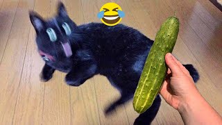 Funny cats scared of cucumbers 😂 cat vs cucumber compilation Gatos VS pepinos [upl. by Dohsar]