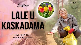 🌷Sadimo Lale  Tulipane🌷 [upl. by Magdalena]