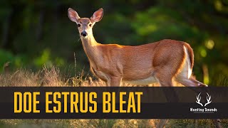 Whitetail Deer Doe Estrus Bleat Sound Only [upl. by Trisa649]