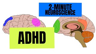 2Minute Neuroscience ADHD [upl. by Sitof721]