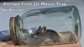 Antique Fruit Jar Mouse Trap In Action Mouse Trap Mondays [upl. by Saoj]