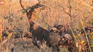 Injured Lion Locked by Buffalo  Buffalo Attack Lions  Wild Animal Life [upl. by Eciram]