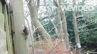 Treecreeper Nest Video 1 [upl. by Prevot]