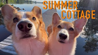 SUMMER VACATION 12  Topi the Corgi [upl. by Nyleaj]