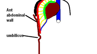 Falciform Ligament Your Guide to the Livers Anchor  Anatomy Explained [upl. by Linder164]