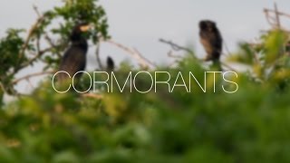 Cormorants Sound Library Preview [upl. by Attah]