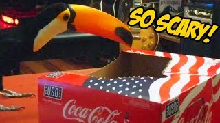 Toucan investigates a scary Coke box [upl. by Stearne]