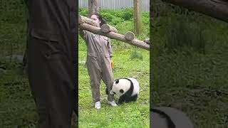 Panda Caretaker Job In China 🐼 shorts panda china ytshorts shortfeed viral [upl. by Eserrehs]