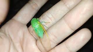 Female green cicada cannot scream  FEMALE CICADA [upl. by Clothilde]