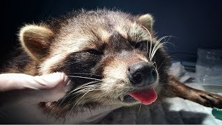 OMG WHAT KIND OF DOG IS THIS IT LOOKS LIKE ROCKETT RACCOON [upl. by Eade825]