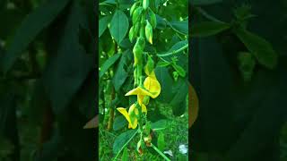 Crotalaria longirostrataflowers naturewithtuli shortsviral paharpur bangladesh heritage [upl. by Ariak]