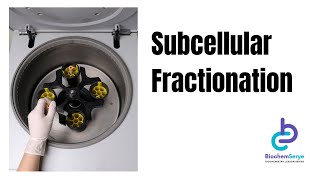 Subcellular Fractionation  Isolation of cell organelles  Differential Centrifugation [upl. by Trutko]