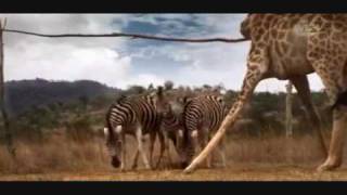 Animals Playing Soccer World Cup South Africa 2010 Futbol football [upl. by Anilejna217]