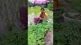 koto sundar Mather pase badhe dhan royar kache sobji gach ðŸ‘©â€ðŸ¦°ðŸŒ¿ðŸ¥‘ koto pase minivlog video [upl. by Schmitt66]