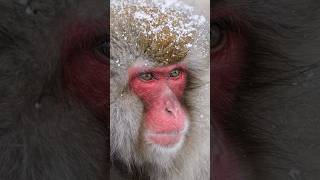 The Snow Monkey Chronicles ❄️🐒 Japanese Macaque Magic 🇯🇵 wildlife animalfacts snowmonkey [upl. by Madalena]