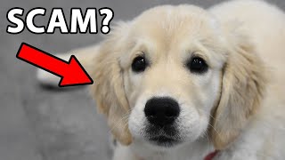 the strange truth about English Cream Golden Retrievers [upl. by Gnouc]