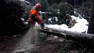 DANGEROUS WORK in the forest with the Husqvarna 572XP chain saw [upl. by Mychael]