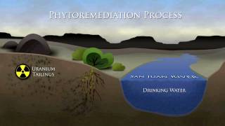 Phytoremediation Process [upl. by Assener664]