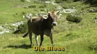 Jodellied Die Bless mei Kuah Jodler  Tiroler Abend DVD [upl. by Dehnel]