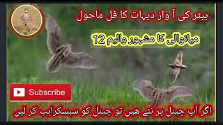 batair ki awazquail soundcommon quail soundSawalhuntingsn9vs [upl. by Hey244]