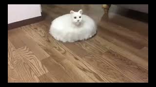 roomba cat 2x speed11  soul harvester 1 [upl. by Gage866]