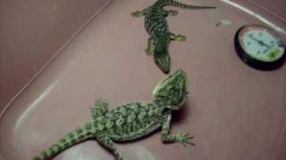 Savannah Monitor VS Bearded Dragon [upl. by Llerihs]