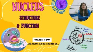 Nucleus Structure amp Functions in hindi  Nucleolus  Nuclear Membrane  Nucleoplasm  Nucleopore [upl. by Janella365]