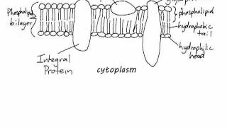 IB Biology 241 Drawing a plasma membrane [upl. by Sauncho]