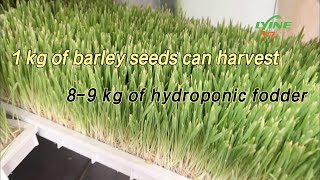 Detailed Planting Process of Hydroponic Fodder  You Can Easily Grow Barley Fodder at Home [upl. by Immaj]