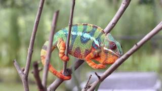 Real Chameleon Color change [upl. by Fogarty]