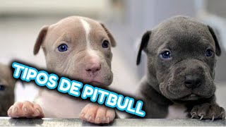 TIPOS DE PITBULL TODAS LAS RAZAS DE PITBULL QUE EXISTEN [upl. by Aihsar]