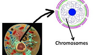 कोशिका – कोशिका केन्द्रक  गुणसूत्र या क्रोमोज़ोम Cell and Nucleus – in Hindi [upl. by Plath]