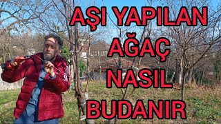 BUDAMA NEDÄ°R FAYDASI NELERDÄ°R 2 YAÅLI AÅI DA BUDAMA NASIL YAPILIR [upl. by Repard]