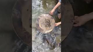 WOOW AMAZING GOLD PROSPECTING GOLD DISCOVERY GOLD RUSH GOLD PANNING GOLD HUNTER GOLDDISCOVERY [upl. by Rosanne]