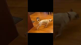 Cat scares dog 🐕pets facts animalfacts dog cat [upl. by Edak]