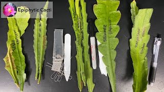 Disocactus hybrid cuttings information [upl. by Grefe]