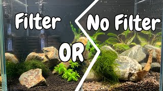 🦐 Shrimp Tank Essentials Do You Really Need a Filter [upl. by Waldemar]