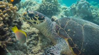 Diving amp Snorkeling in Ellaidhoo Maldives by Cinnamon April 17 [upl. by Hoeg484]