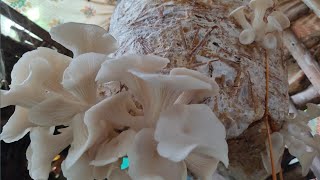 how to cultivate Oyster 🍄  easy to grow Oyster mushrooms at your home  homemade Oyster 🍄 farming [upl. by Rossy]