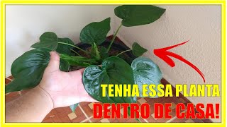 ⭕Como cuidar da planta ALOCASIA CUCULLATA  CORAÇAO DE BOI  Como cultivar Alocasia Folhas BRILHANDO [upl. by Gadmann261]