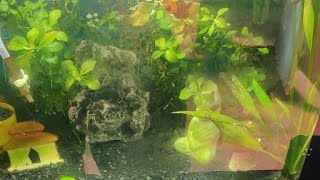 Planted aquarium ecosystem ❤️ [upl. by Ecirad]