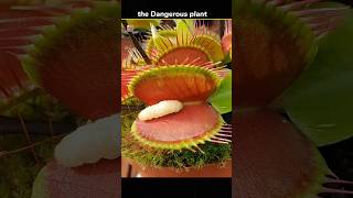 venus fly trap plant  shorts facts [upl. by Buffo897]