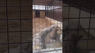 What hyenas eating shortsfeed shortvideo [upl. by Ennovyhs963]