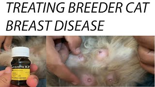 BREAST DISEASE TREATMENT IN CATSMASTITAS IN CATSBREEDER CATS BREAST DISEASEPERSIAN CATS [upl. by Franza]