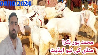 Mohammadpur Goat Market and Rajan Puri Goats New Update by Shahzeb Goat Farm goat FarminginPakistan [upl. by Ella560]