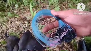 How to Catch Breasted Waterhen Using Shay Trap Paano Manghuli Ng Tikling [upl. by Biddle]