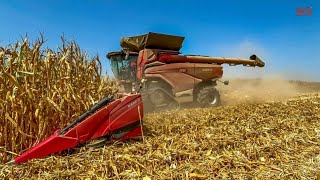 CASE IH AF10 Combine Harvesting Corn [upl. by Eveneg147]