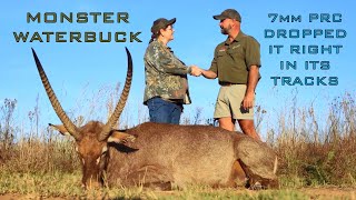 Waterbuck Hunting Mastery Dropping a Trophy on the Spot [upl. by Honorine]