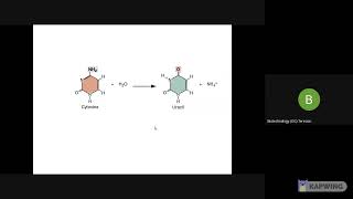 Mutation part 2 depurination deamination tautomeric shift [upl. by Annaegroeg]